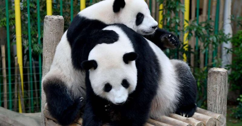 Chengdu: 2 Days Panda, Leshan Buddha and Emeishan Group Tour - Pricing and Booking