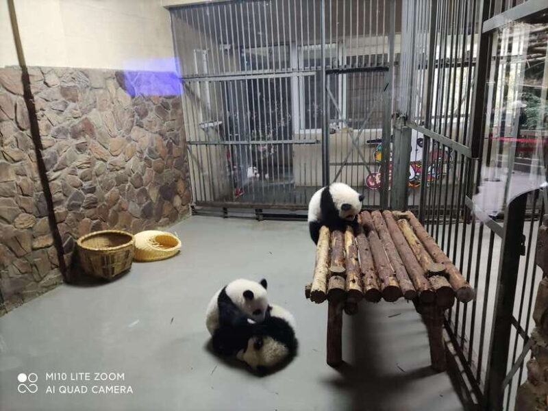 Chengdu: 3-Day Panda Base, Giant Buddha, and Ancient Town - The Itinerary in Detail