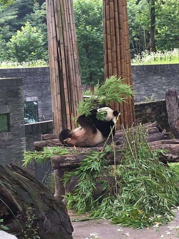 Chengdu: 3-Day Panda Base, Giant Buddha, and Ancient Town - Practical Tips for Your Trip