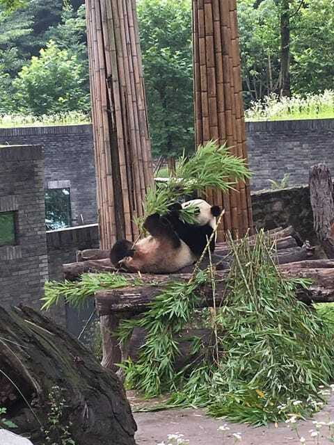 Chengdu: 3-Day Panda Base, Giant Buddha, and Ancient Town - Who Is This Tour Best For?