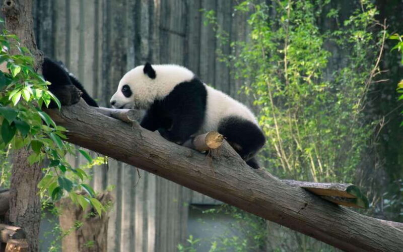 Chengdu: 3-Day Private Tour with Panda and Buddha - FAQ