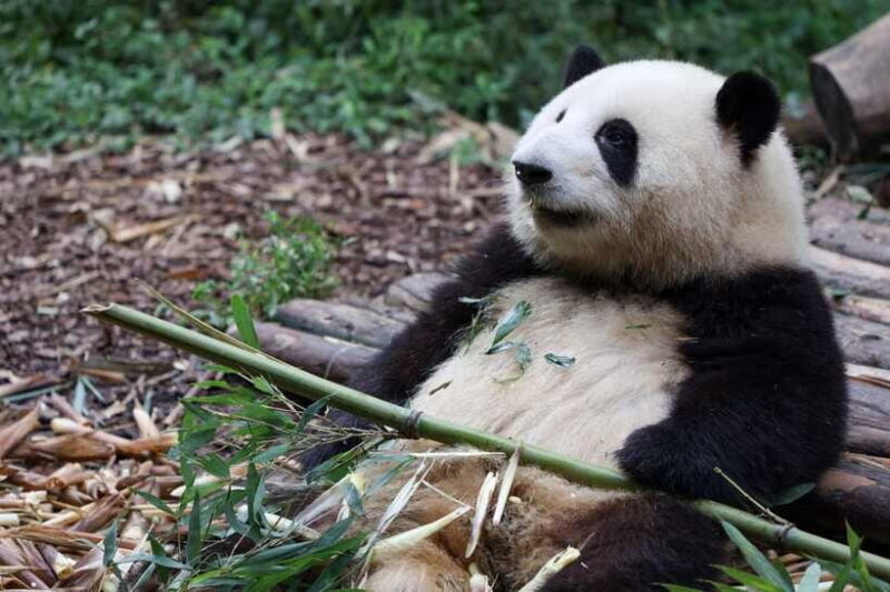 Chengdu: 7-Day Private Tour with Mt.E-mei and Jiuzhaigou - Jiuzhaigou: A Fairytale Landscape