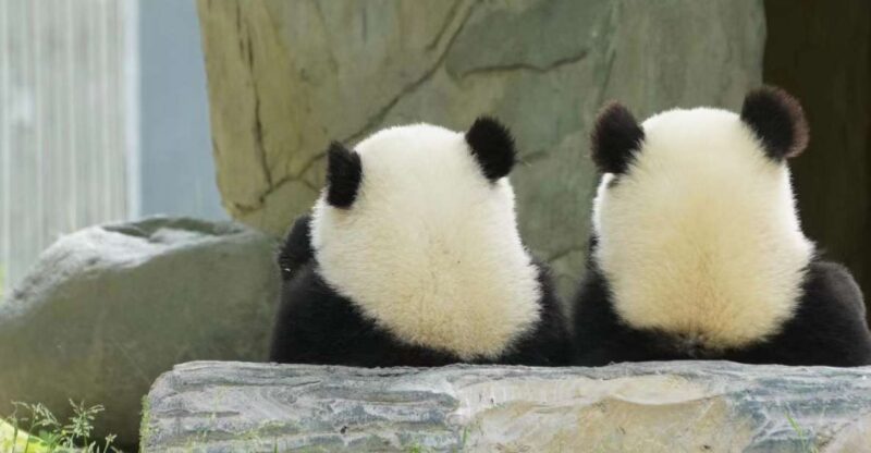 Chengdu: Chengdu Day Trip With Giant Panda and Leshan Buddha - Giant Panda Research Base