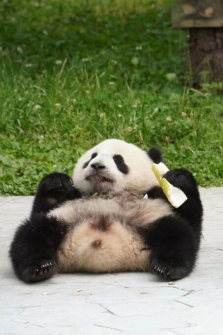 Chengdu: Chengdu Day Trip With Giant Panda and Leshan Buddha - Tour Inclusions