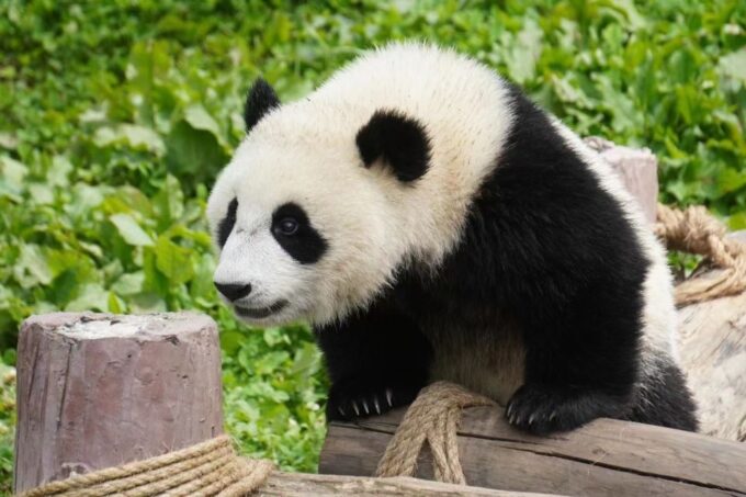 Chengdu: Chengdu Day Trip With Giant Panda and Leshan Buddha - Cultural and Conservation Insights