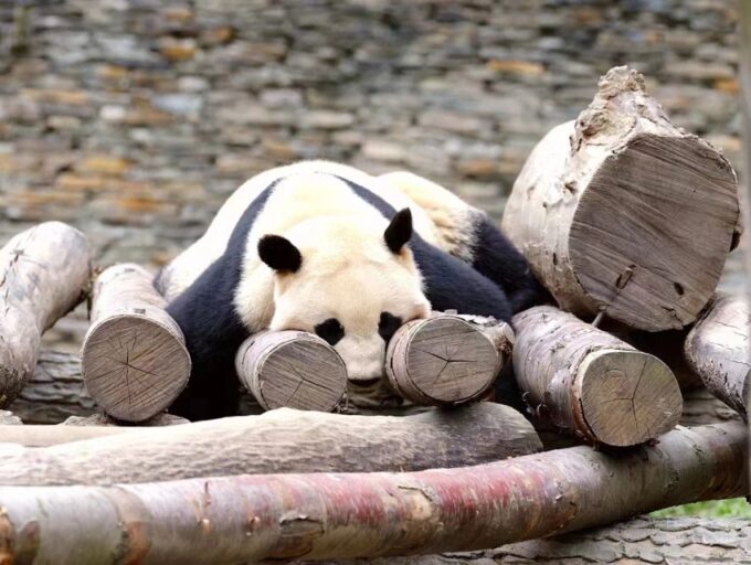 Chengdu: Chengdu Day Trip With Giant Panda and Leshan Buddha - Tour Booking and Flexibility
