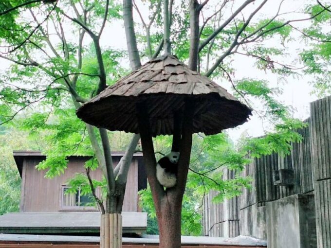 Chengdu: Chengdu Day Trip With Giant Panda and Leshan Buddha - Frequently Asked Questions