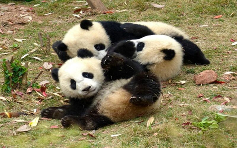 Chengdu Downtown Essences Private Day Tour - Important Information