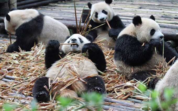 Chengdu Downtown Essences Private Day Tour - Exploring Chengdu Panda Base