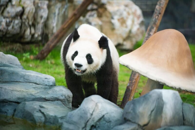 Chengdu: Dujingyan Panda Tour With Hotel Pickup - Good To Know
