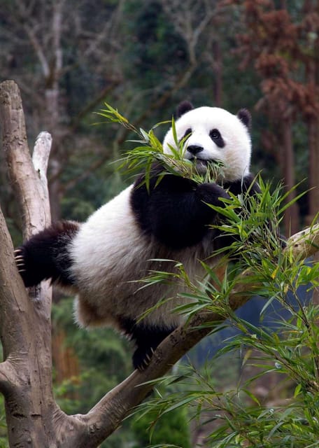 Chengdu: Dujingyan Panda Tour With Hotel Pickup - Activity Highlights
