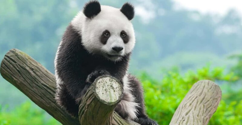Chengdu: Dujingyan Panda Tour With Hotel Pickup - Group Size and Language