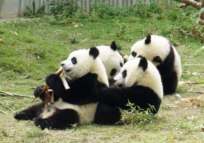 Chengdu: Dujingyan Panda Tour With Hotel Pickup - Transportation and Pickup