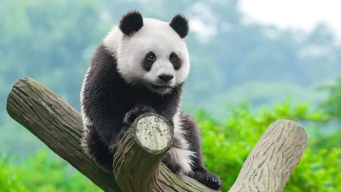 Chengdu: Dujingyan Panda Tour With Hotel Pickup - Participant Restrictions