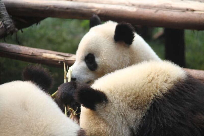 Chengdu: Giant Panda and Leshan Buddha Sall Group Day Tour - Key Points
