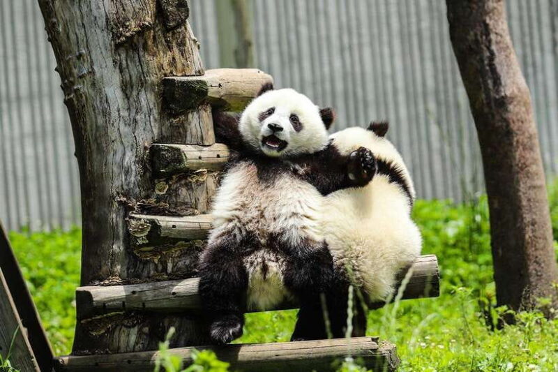 Chengdu Giant Panda Base Half Day Tour (English Tour Guide) - What Makes This Tour a Good Choice?  