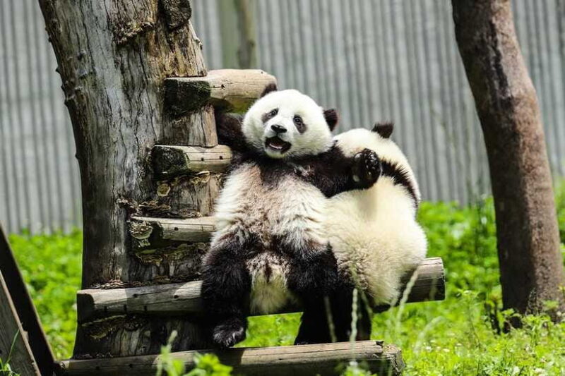 Chengdu Giant Panda Base Half Day Tour (English Tour Guide) - Practical Details and Considerations  