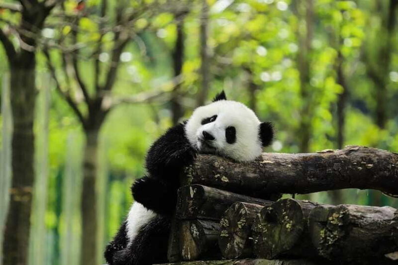 Chengdu Giant Panda Base Half Day Tour (English Tour Guide) - What Reviewers Say  
