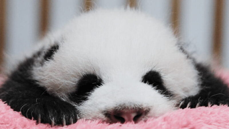 Chengdu: Giant Panda Base Reservation and Entry - Key Points
