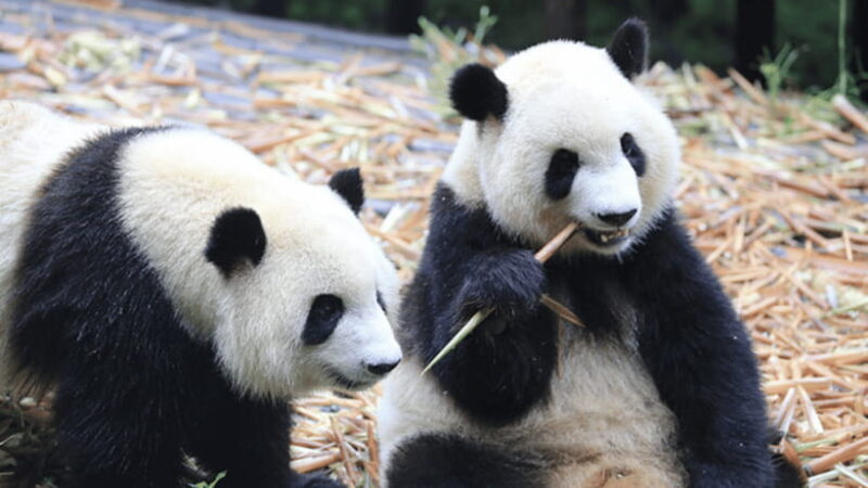 Chengdu: Giant Panda Base Reservation and Entry - Why Visit Chengdu’s Giant Panda Base?