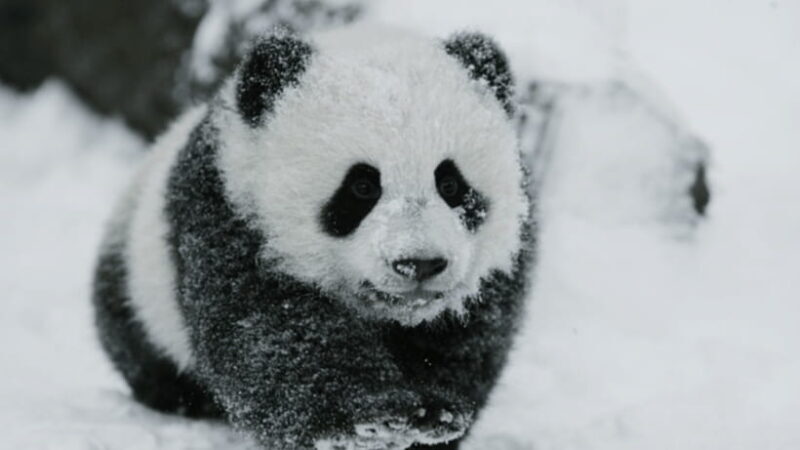 Chengdu: Giant Panda Base Reservation and Entry - Value for Money