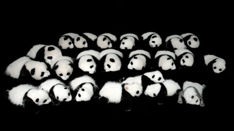 Chengdu: Giant Panda Base Reservation and Entry - Who Would Enjoy This Tour?