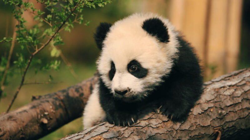 Chengdu: Giant Panda Base Reservation and Entry - FAQs