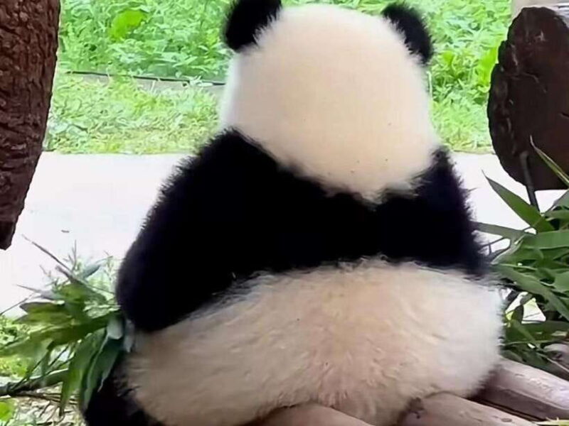 Chengdu: Giant Panda Base, Sanxingdui Museum, and Opera Tour - A Day in Chengdu: What to Expect