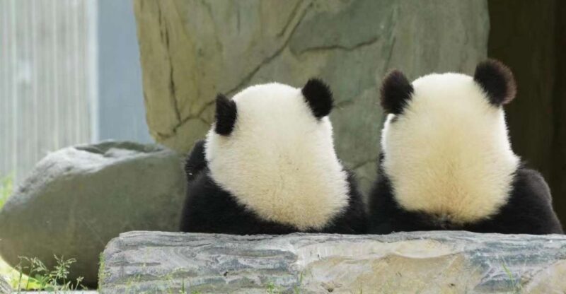 Chengdu: Giant Panda Breeding Research Base Ticket - Good To Know