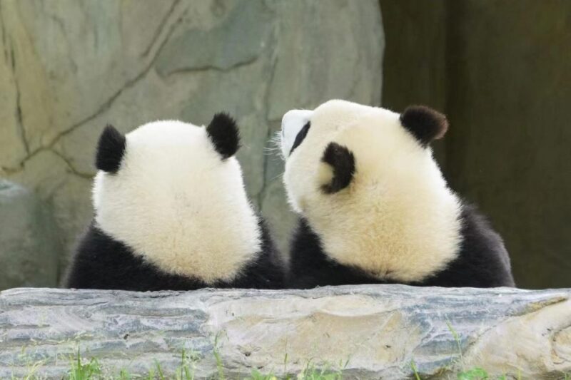 Chengdu: Giant Panda Breeding Research Base Ticket - Accessibility and Transportation