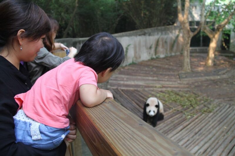 Chengdu: Giant Panda Breeding Research Base Ticket - Customer Reviews and Ratings