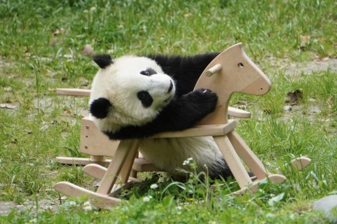 Chengdu: Giant Panda Breeding Research Base Ticket - Panda Viewing Tips and Etiquette