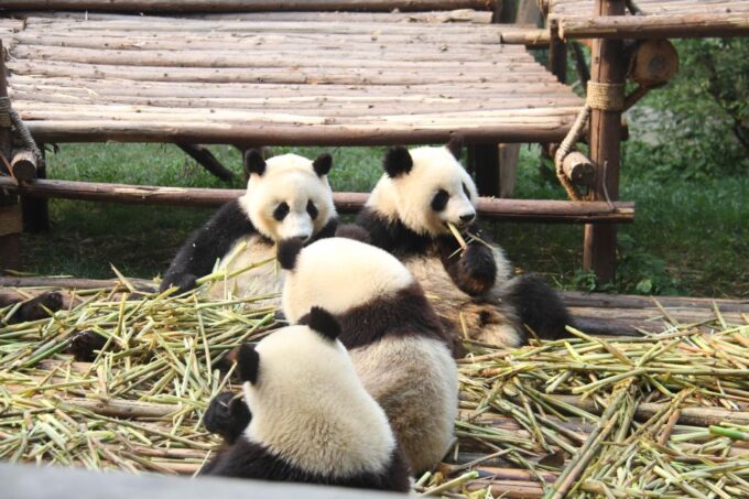 Chengdu: Giant Panda Breeding Research Base Ticket - Frequently Asked Questions