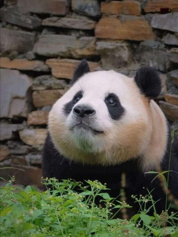 Chengdu: Hidden Wonders Day Tour with Wolong Panda Base - FAQ