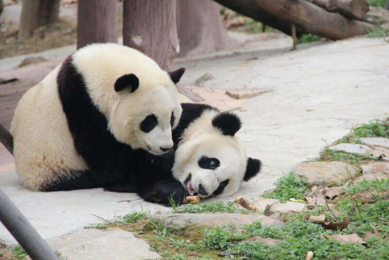 Chengdu: Leshan Buddha Optional Tours w/ Transfer or Guide - What the Reviews Say  