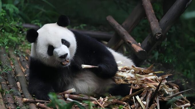 Chengdu Panda Base and Dujiangyan One-Day Private Tour - Customer Reviews and Ratings