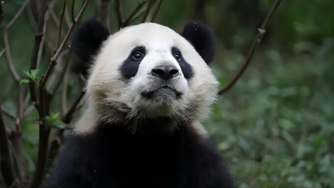 Chengdu Panda Base and Dujiangyan One-Day Private Tour - Frequently Asked Questions