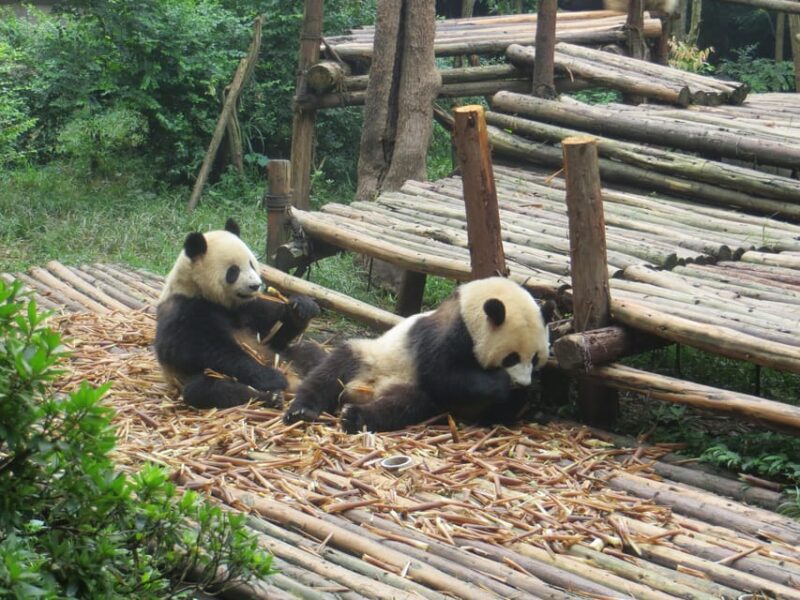Chengdu Panda Base and Leshan Giant Buddha One-Day Tour - Zhang Gong Bridge Food Street