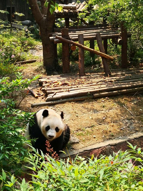 Chengdu Panda Base and Leshan Giant Buddha One-Day Tour - Return to Chengdu