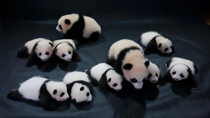 Chengdu Panda Base and Leshan Giant Buddha One-Day Tour - Important Information