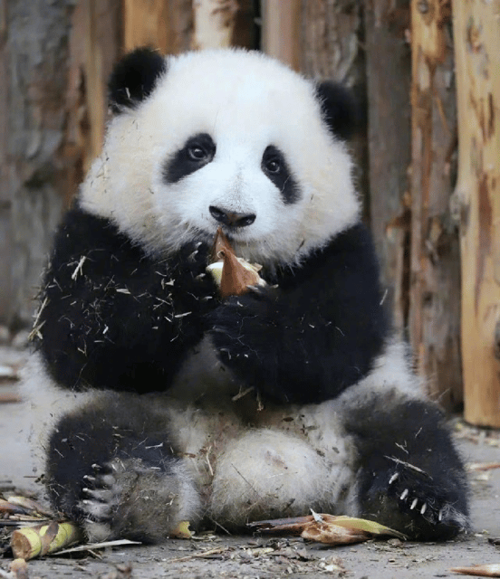 Chengdu Panda Base and Leshan Giant Buddha One-Day Tour - Frequently Asked Questions