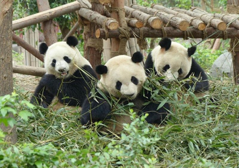 Chengdu Panda Base and Sanxingdui Museum Private Tour - Highlights