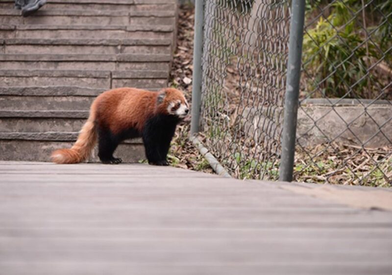 Chengdu Panda Base and Sanxingdui Museum Private Tour - Attractions