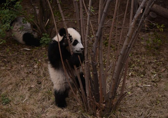 Chengdu Panda Base and Sanxingdui Museum Private Tour - Reservation and Cancellation
