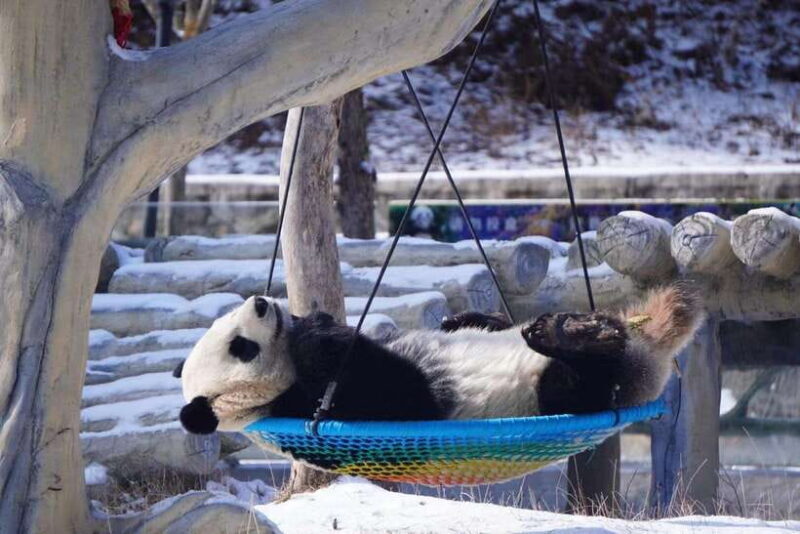 Chengdu: Panda Base, Farmer's Market, and Cooking Class - Key Points