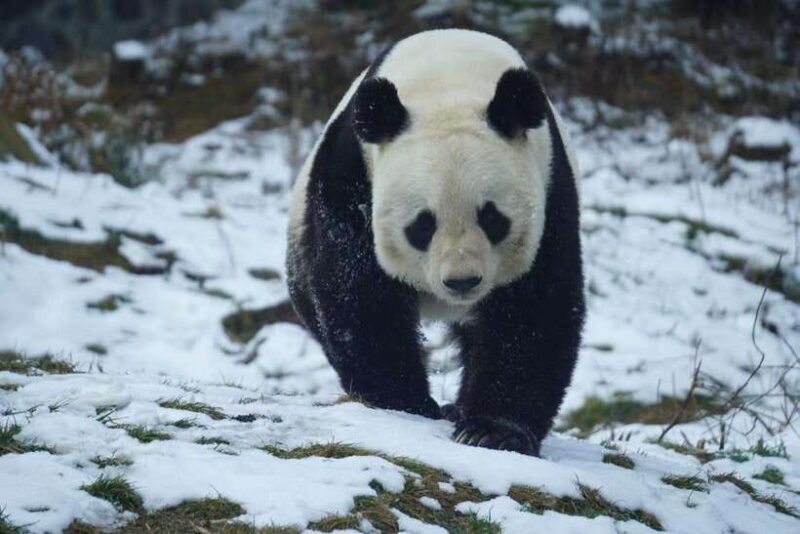 Chengdu: Panda Base, Farmer's Market, and Cooking Class - Who It’s Best For