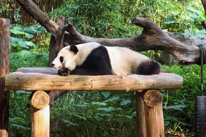 Chengdu Panda Base + Kuanzhai Alley (English Guide) - Kuanzhai Alley: A Taste of Chengdu’s Urban Charm