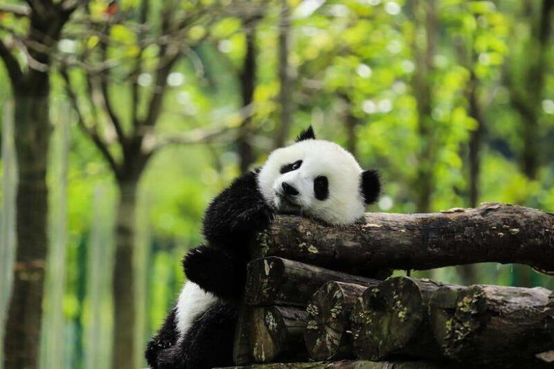 Chengdu Panda Base + Kuanzhai Alley (English Guide) - Authenticity and Value