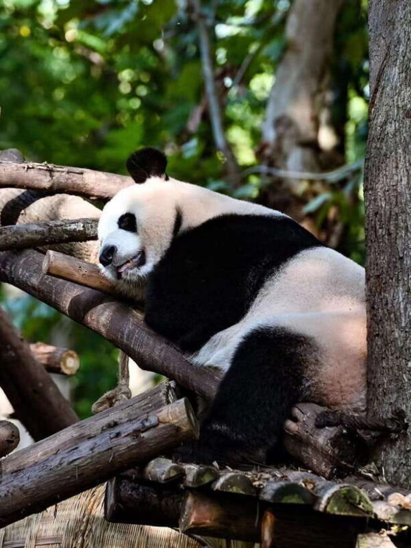 Chengdu Panda Base & Sanxingdui Museum One Day Private Tour - Final Thoughts  