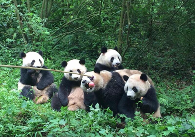 Chengdu Panda & Leshan Buddha One Day Private Tour - Good To Know